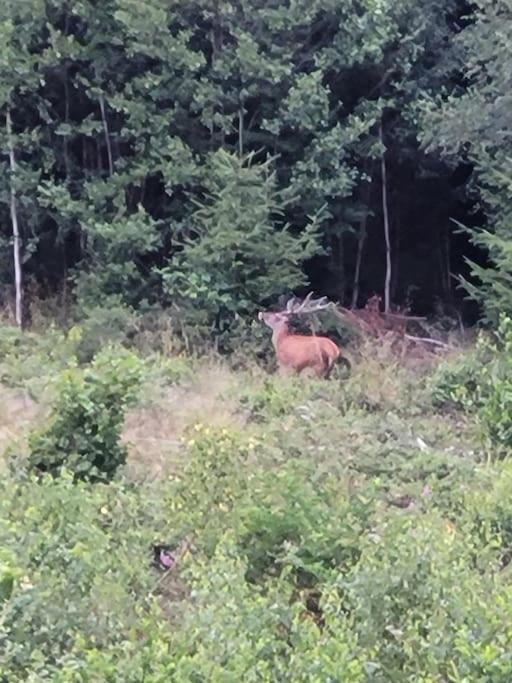 Gite Forestier Du Moulin Raon-sur-Plaine Екстериор снимка